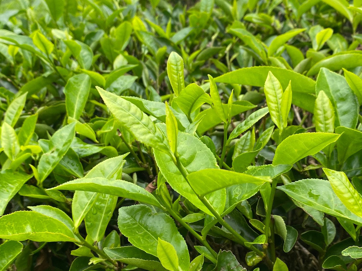 云南茶山新鲜茶叶